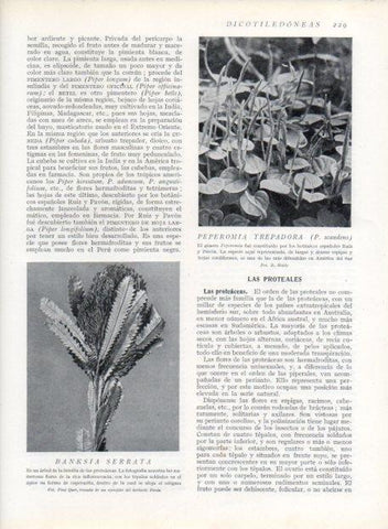 LAMINA V13679: Peperemia trepadora y Banksia serrata