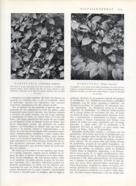 LAMINA V13680: Parietaria judaica y Pimentero