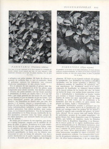 LAMINA V13680: Parietaria judaica y Pimentero