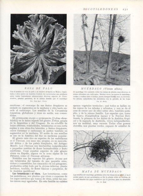 LAMINA V13681: Rosa de palo, Muerdago y Mata de muerdago