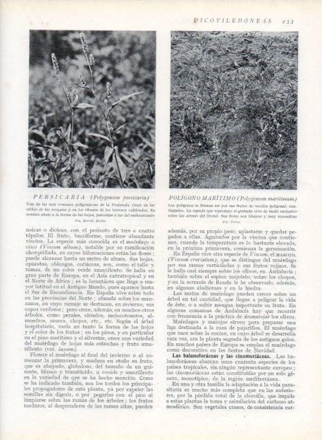 LAMINA V13682: Persicaria y Polygonum maritimum