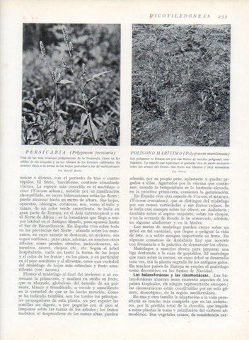 LAMINA V13682: Persicaria y Polygonum maritimum