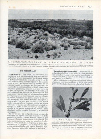 LAMINA V13683: Quenopodiaceas en las orillas occidentales del Mar Muerto