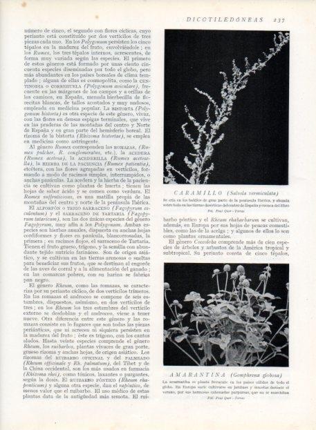 LAMINA V13684: Caramillo y Amarantina