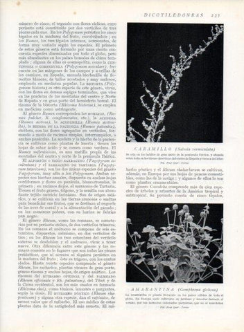 LAMINA V13684: Caramillo y Amarantina