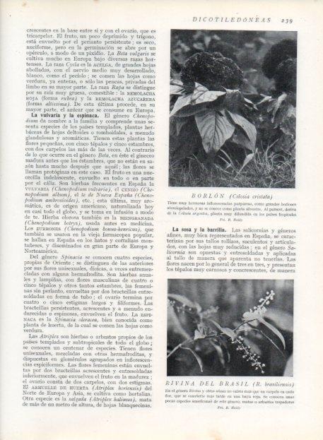 LAMINA V13685: Borlon y Rivina del Brasil