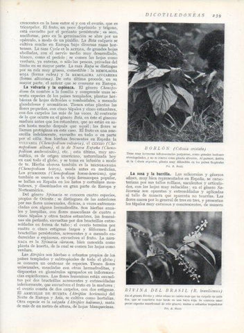 LAMINA V13685: Borlon y Rivina del Brasil