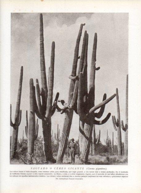 LAMINA V13686: Saguaro o cereo gigante