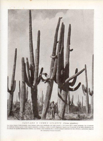 LAMINA V13686: Saguaro o cereo gigante