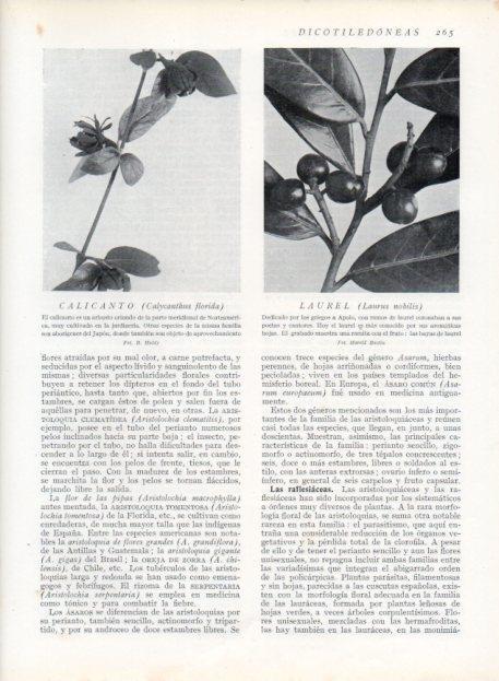 LAMINA V13700: Calicanto y Laurel