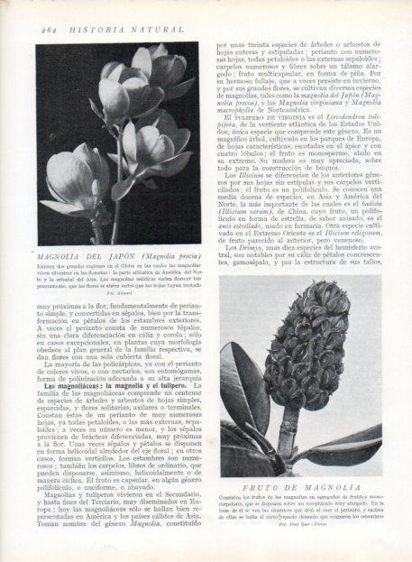 LAMINA V13698: Magnolia del Japon y Fruto de magnolia