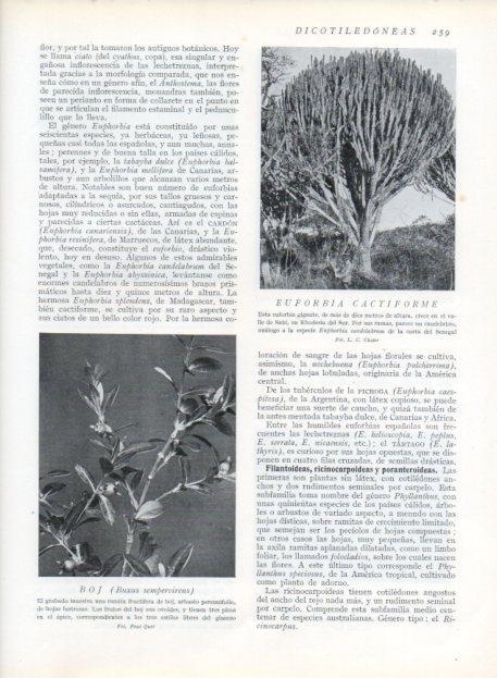 LAMINA V13697: Boj y Euforbia cactiforme