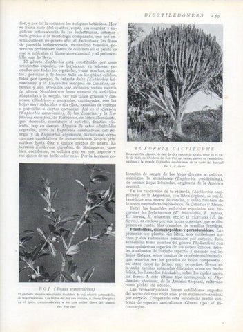 LAMINA V13697: Boj y Euforbia cactiforme