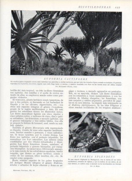 LAMINA V13696: Euforbia cactiforme y Euforbia splendens