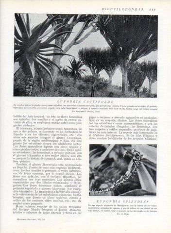 LAMINA V13696: Euforbia cactiforme y Euforbia splendens