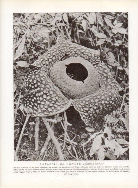 LAMINA V13695: Raflesia de Arnold