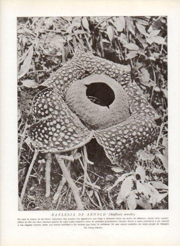 LAMINA V13695: Raflesia de Arnold
