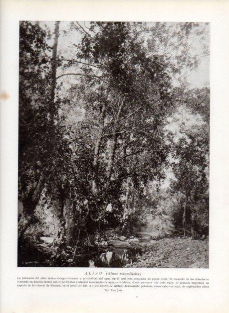 LAMINA V13669: Aliso o alnus rotundifolia