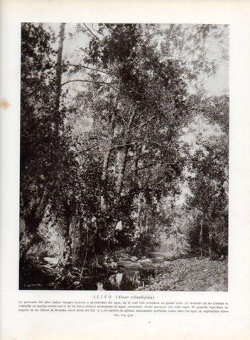LAMINA V13669: Aliso o alnus rotundifolia