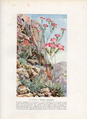 LAMINA V13692: Clavel o dianthus caryophyllus