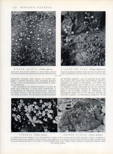 LAMINA V13690: Silene glauca y Silene acaule