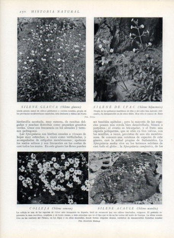 LAMINA V13690: Silene glauca y Silene acaule