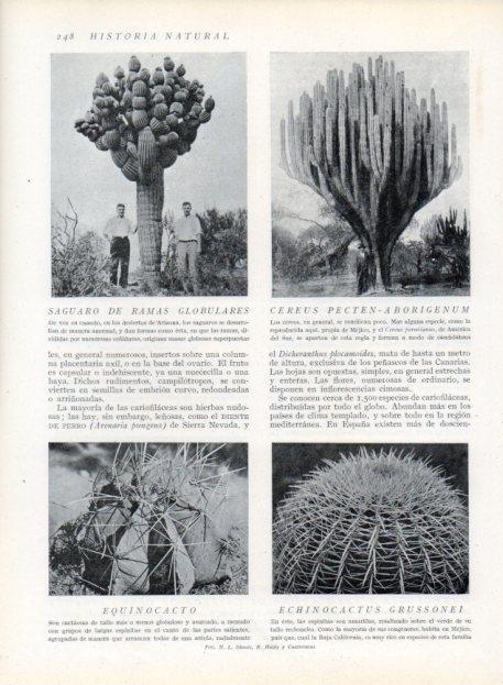 LAMINA V13689: Saguaro de ramas globulares y Cereus Pecten-aborigenum