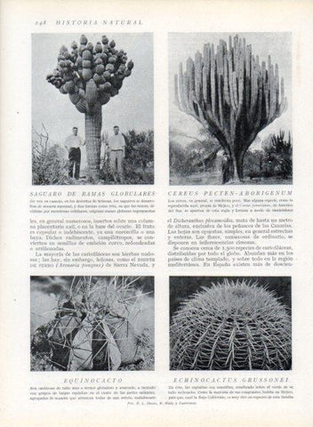 LAMINA V13689: Saguaro de ramas globulares y Cereus Pecten-aborigenum
