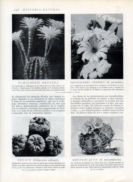 LAMINA V13688: Echinopsis oxygona, Peyote y Equinocacto