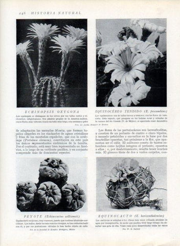 LAMINA V13688: Echinopsis oxygona, Peyote y Equinocacto
