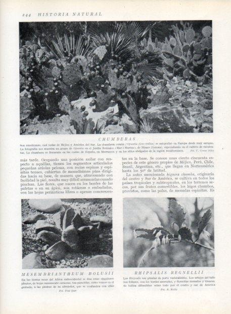 LAMINA V13687: Chumberas y Rhipsalis regnellii