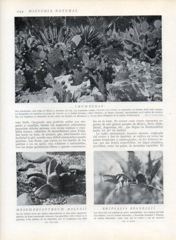 LAMINA V13687: Chumberas y Rhipsalis regnellii