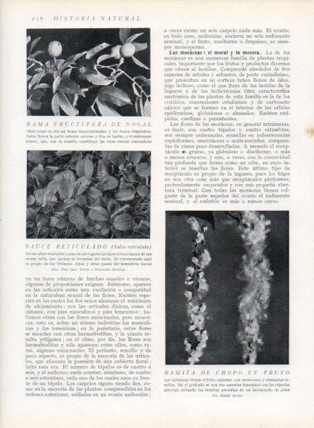 LAMINA V13668: Sauce reticulado y Ramita de chopo en fruto