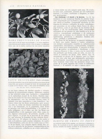 LAMINA V13668: Sauce reticulado y Ramita de chopo en fruto