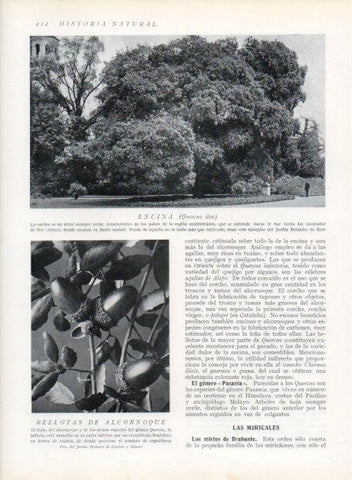 LAMINA V13666: Encina y Bellotas de alcornoque