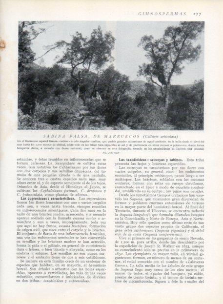 LAMINA V13647: Sabina falsa de Marruecos