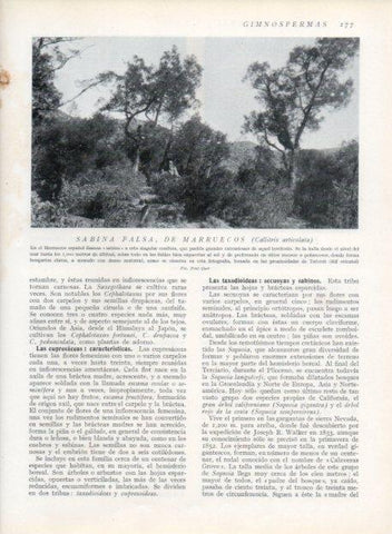 LAMINA V13647: Sabina falsa de Marruecos