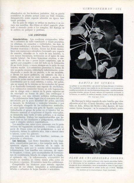 LAMINA V13646: Ramita de ginkgo y Flor de cycaedoidea ingens