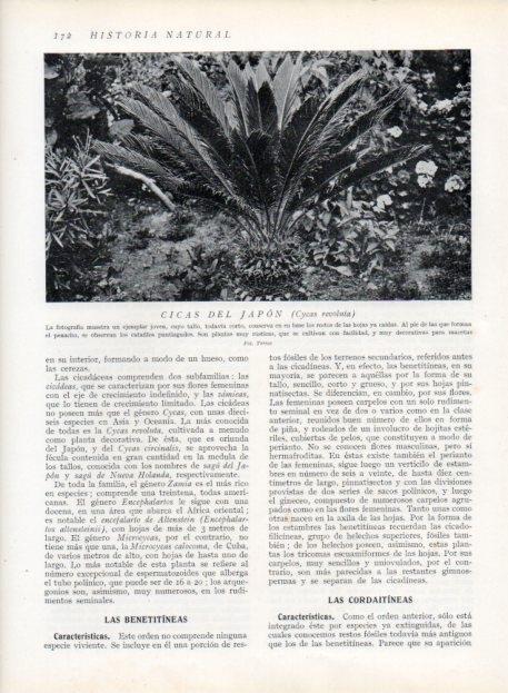 LAMINA V13644: Cicas del Japon