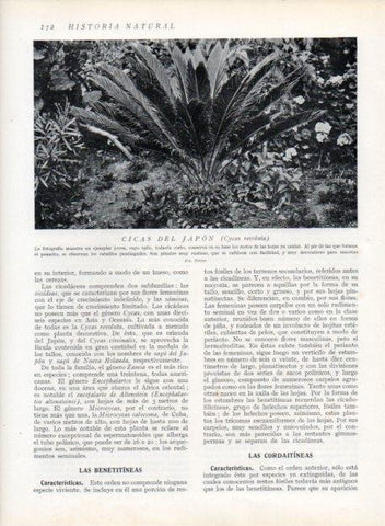 LAMINA V13644: Cicas del Japon