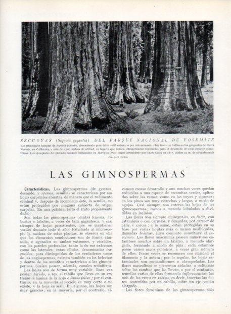 LAMINA V13643: Secuoyas del Parque Nacional de Yosemite