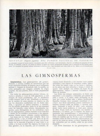 LAMINA V13643: Secuoyas del Parque Nacional de Yosemite