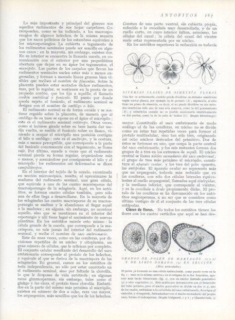 LAMINA V13642: Diversas clases de simetria floral