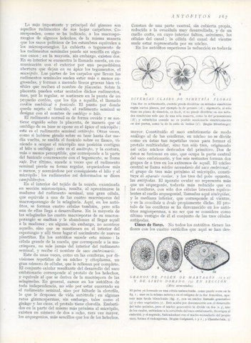 LAMINA V13642: Diversas clases de simetria floral