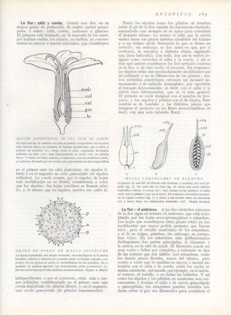 LAMINA V13641: Seccion longitudinal de una flor de clavel