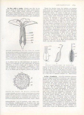 LAMINA V13641: Seccion longitudinal de una flor de clavel