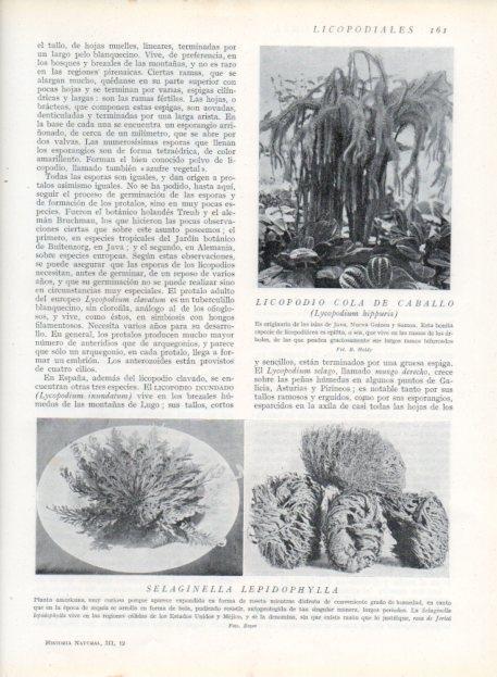 LAMINA V13639: Licopodio cola de caballo y Selaginella lepidophylla