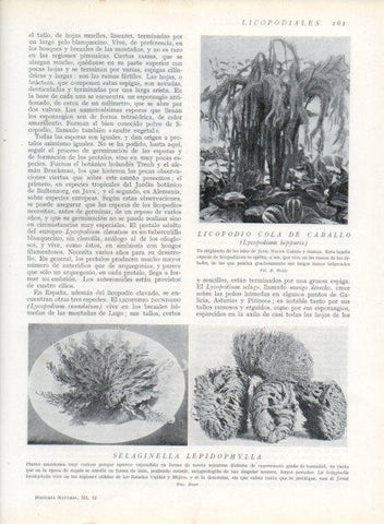 LAMINA V13639: Licopodio cola de caballo y Selaginella lepidophylla