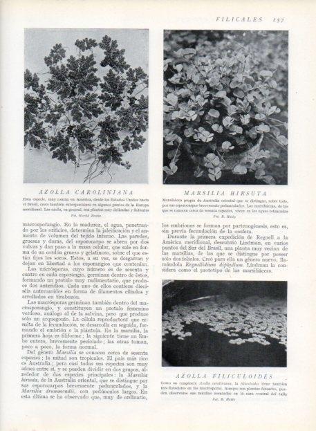 LAMINA V13637: Azolla carolingia y Marsilla hirsuta