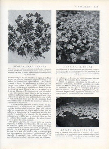 LAMINA V13637: Azolla carolingia y Marsilla hirsuta